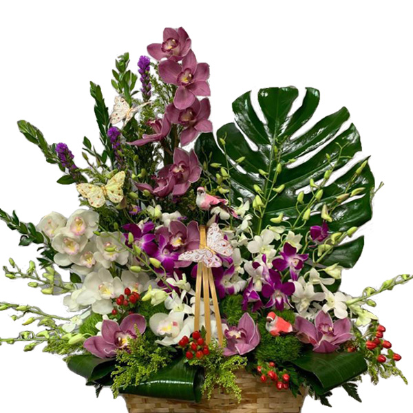 Orchid Paradise