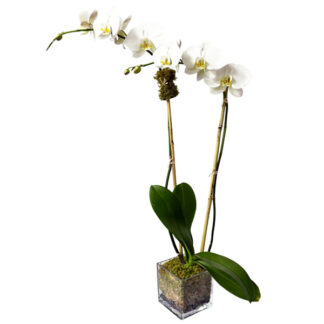 Whimsy Orchid Plant