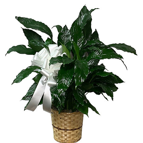 Peace Lily Plant